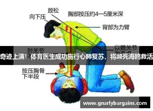 奇迹上演！体育医生成功施行心肺复苏，将濒死海鸥救活